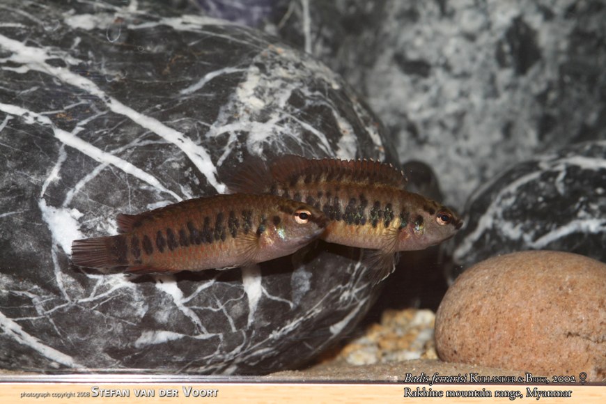 Female specimens.