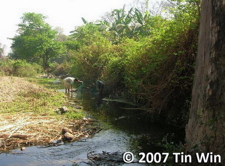 Habitat of the species, south of the type locality, in the Irrawaddy/Ayeyarwady River drainage.