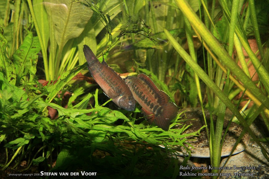 If maintained together males participate in regular dominance battles.