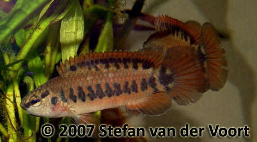 Two adult male specimens with display/aggressive patterning.