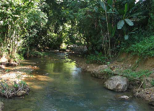 A collection locality for B. khwae in the upper Khwae Noi River basin, western Thailand.
