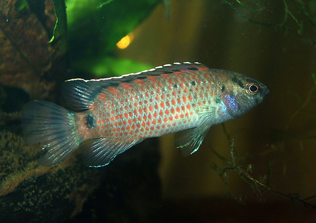 Male of Badis khwae.