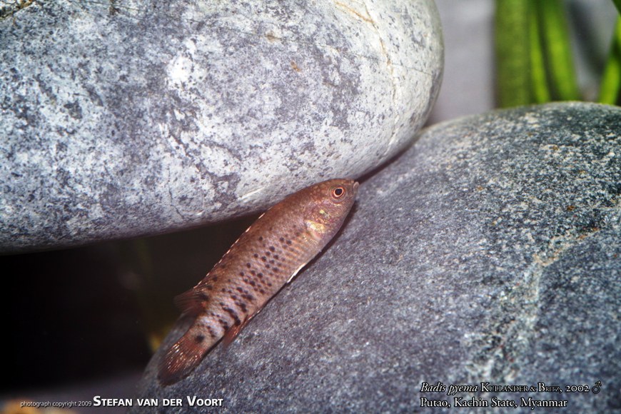 Another, older, male. This species has a notably elongate body shape compared to the majority of other badids.