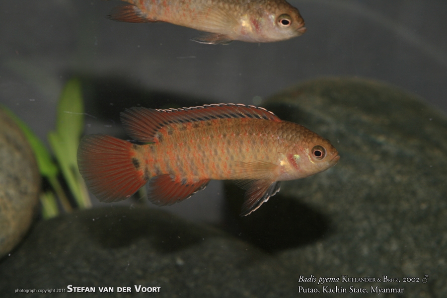 Adult male specimen.