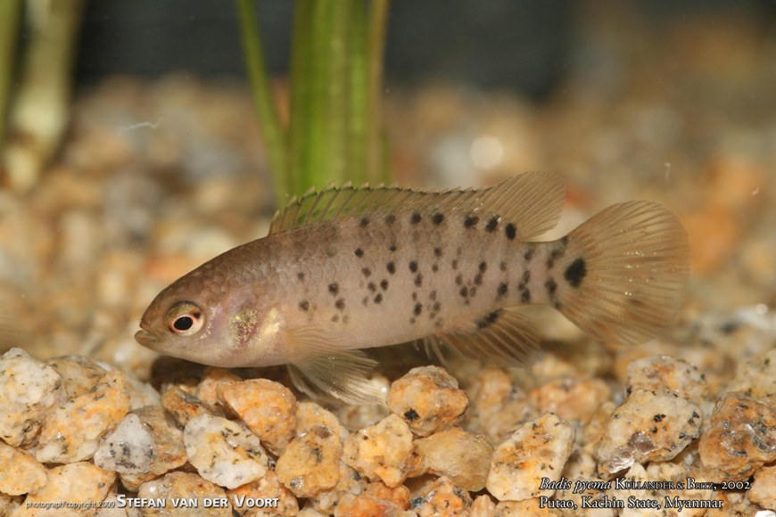 Young male.