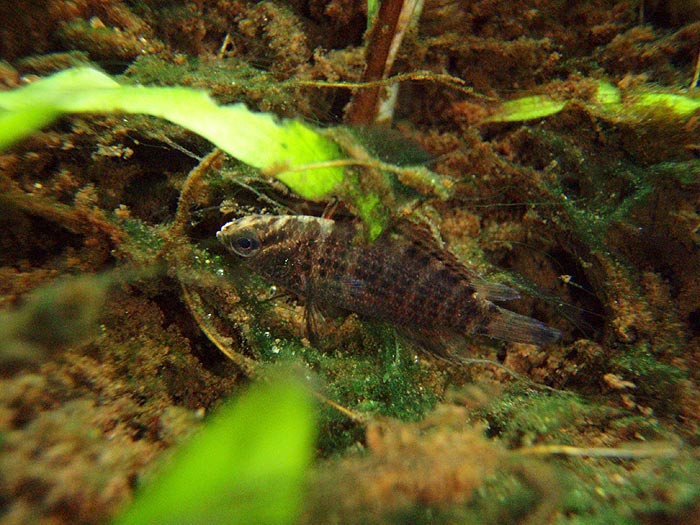 In its natural habitat, Ranong province, Thailand.