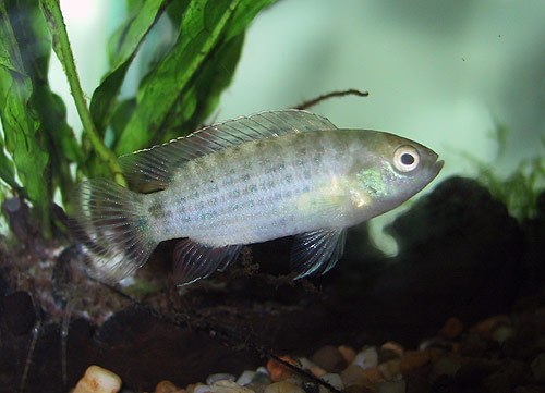 Specimen from Ranong in the aquarium showing pale stress patterning.