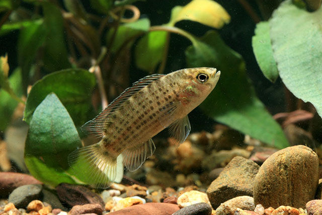 Specimen from Ranong in the aquarium..
