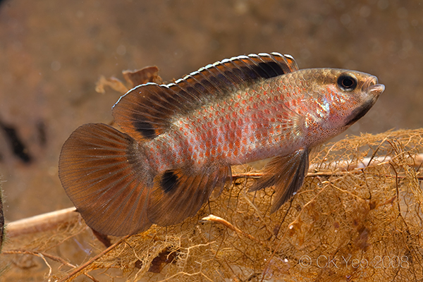 Male of B. sp. 'Buxar' with aggressive/display patterning.