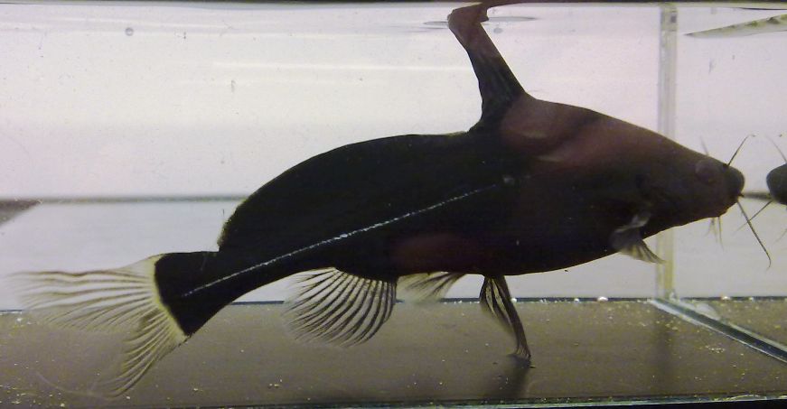 Female specimen - note the lack of visible genital papillae.