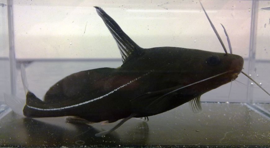 Male specimen with genital papillae clearly visible.