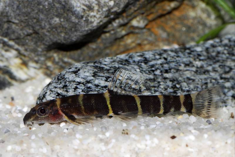 The specimens in our images were imported and sold as B. diabolica.