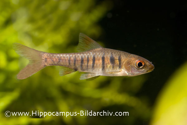 'Barbus' fasciolatus.