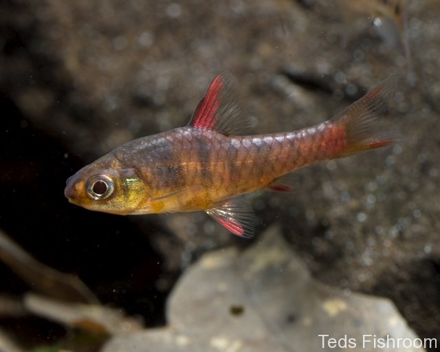 Male of 'Barbus' jae; collection locality unknown.
