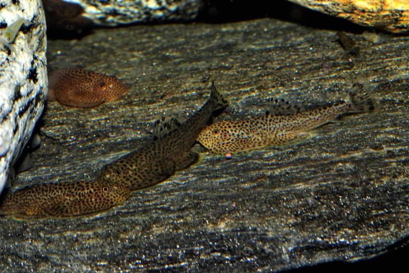 Base body colouration can vary not only between individuals but also with mood and surroundings.