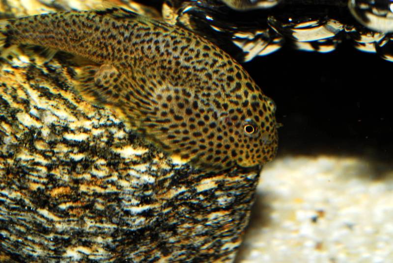 An aquarium set up for this species must contain plenty of rocks and other solid surfaces...