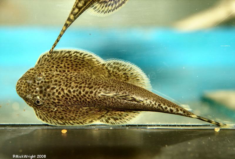 Dorsal view of a male.