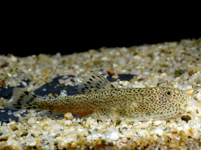 A probable male.