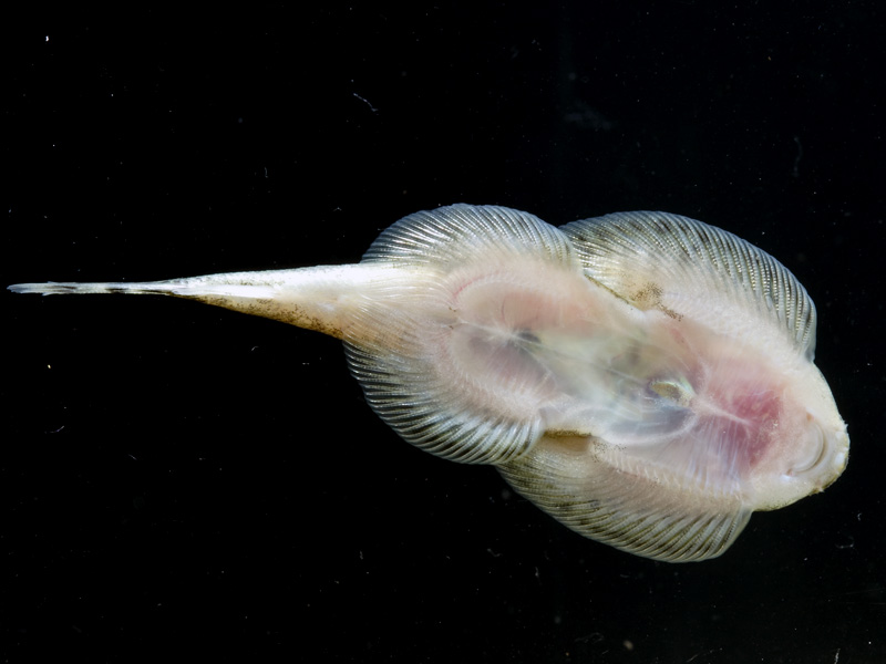 Ventral view of a male.