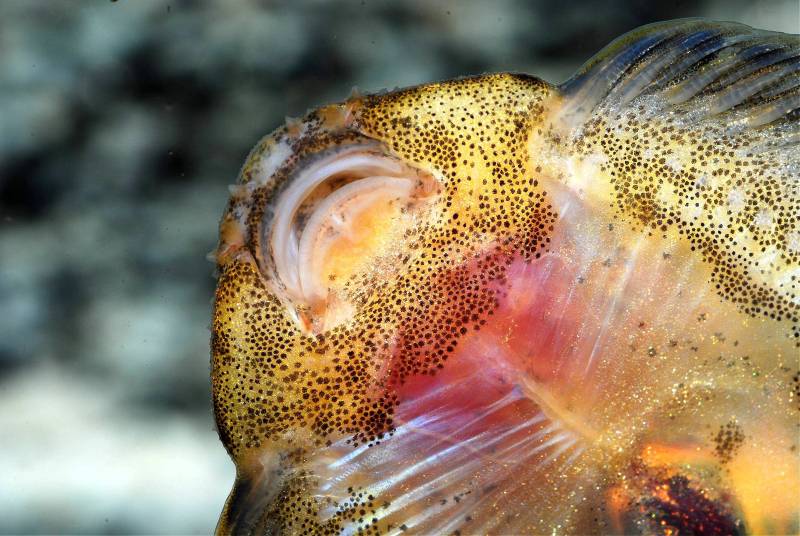 Head and mouth detail of a male.