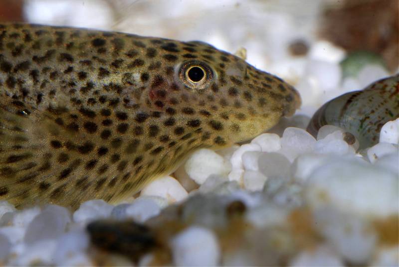 Head detail.