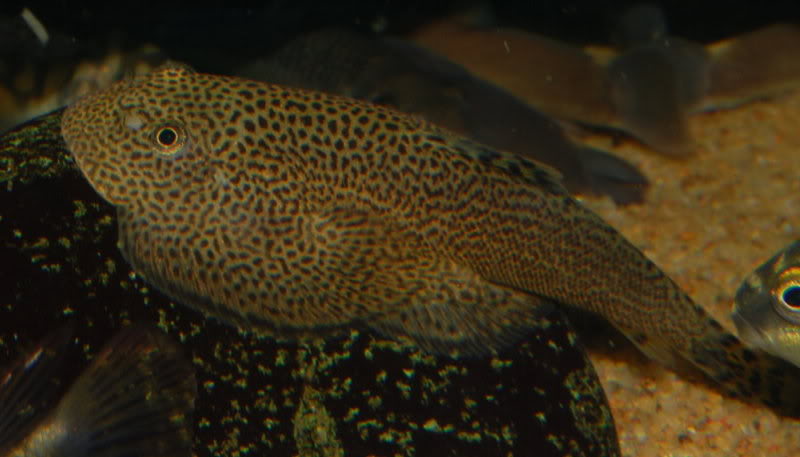 Another probable male.