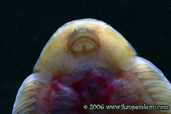 Oral morphology detail.