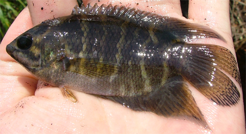 Specimen collected close to the town of Lundu, Sarawak, Borneo (Malaysia).