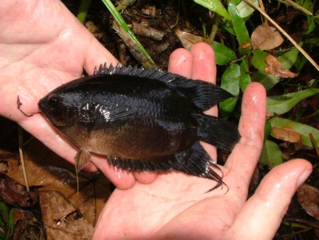 Specimen from the North Selangor Peat Swamp, Peninsular Malaysia.