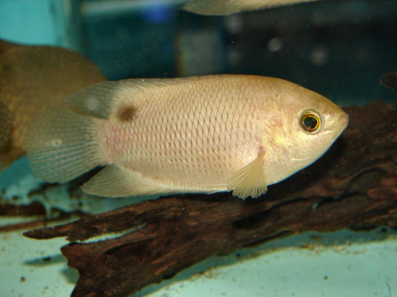 Adult female from the U.K. aquarium trade.