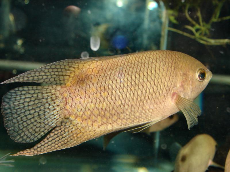 Adult male from the U.K. aquarium trade.
