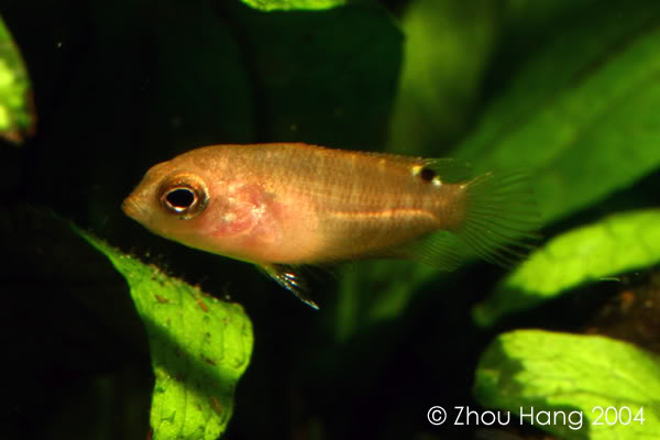 Captive-bred juvenile of nominative form.