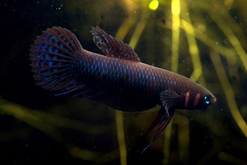Adult male specimen.