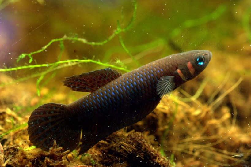 Another adult male...