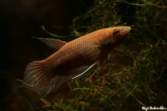 Male of Betta akarensis from Marudi, Sarawak.