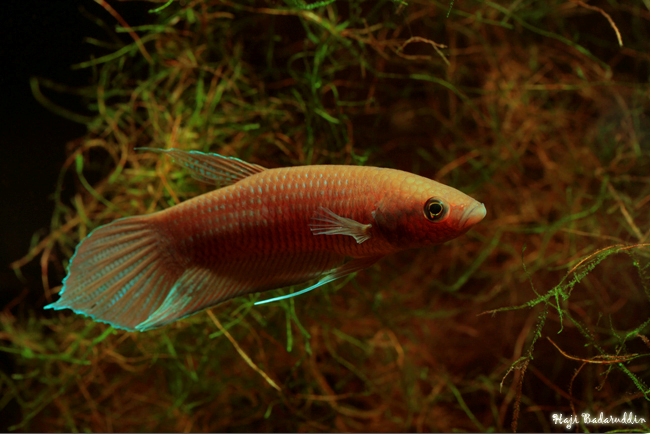 Male of Betta akarensis from Marudi, Sarawak.