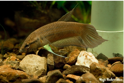 Male of Betta akarensis from Marudi, Sarawak.