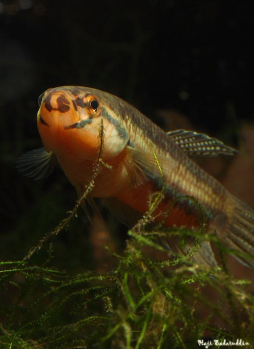 Brooding male.