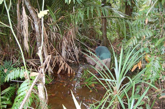 This peat swamp in Rompin district, Pahang state, Malaysia is a collection locality for Betta tussyae.