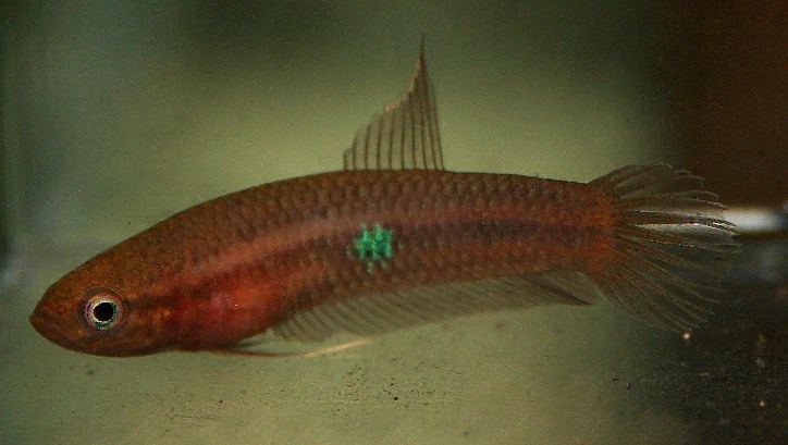 Adult female; Sibu population.