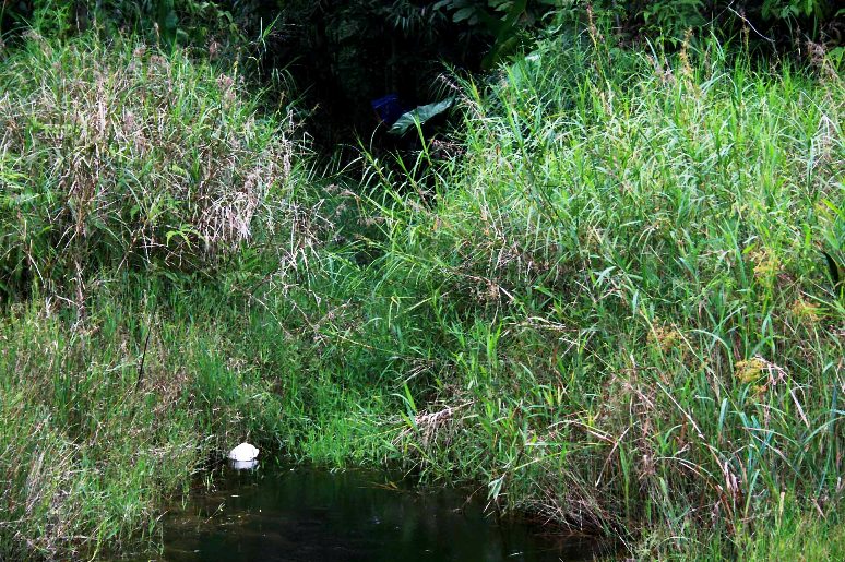Collection locality in Sibu, Sarawak; the fish were found in the jungle behind rather than the stream in front.