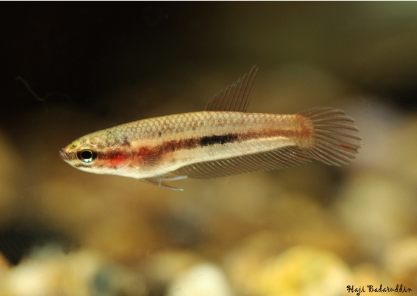 Juvenile at 6 weeks of age.