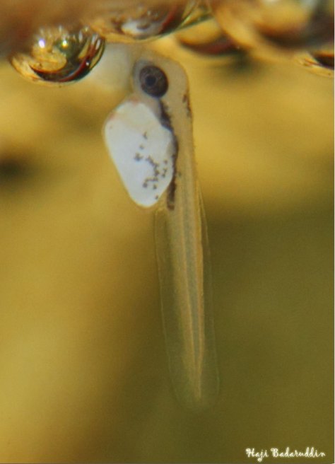 Hatched, yolk sac fry, still attached to nest.