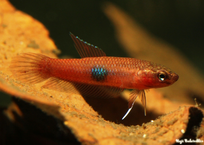 Subadult male; Matang population.