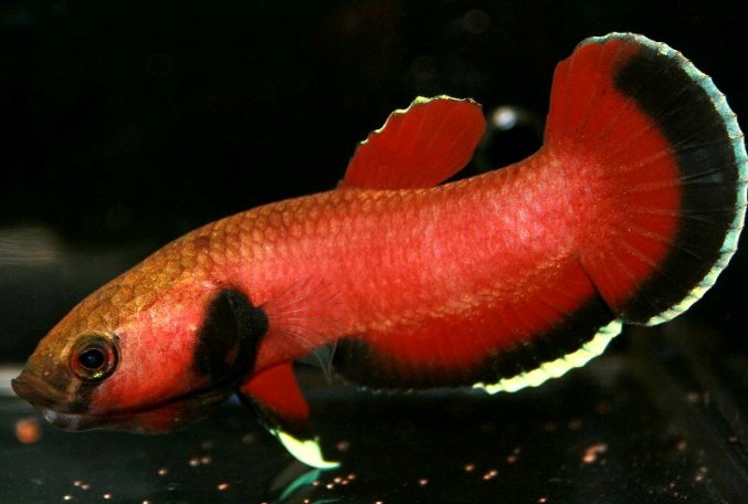 Adult male collected from Pampang, East Kalimantan, Borneo. Spawning colour pattern.