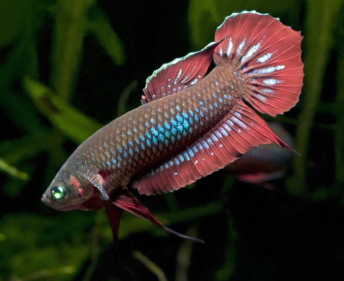 Male of Betta coccina in aggressive/display stance.