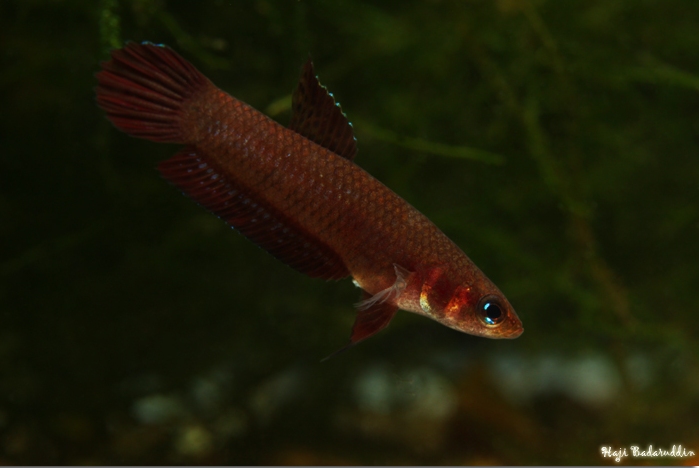 Male of Betta coccina from Pagoh, Muar district, Johor state, Malaysia. Note the absence of a body blotch in this specimen.