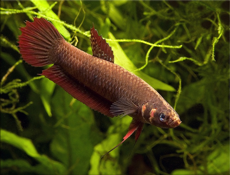 Female of Betta coccina.