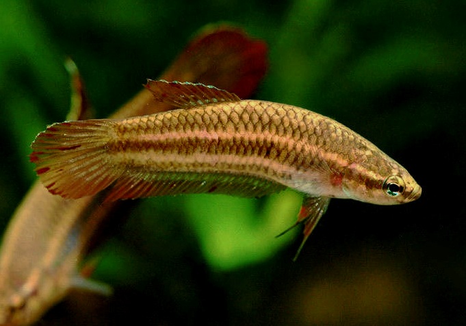 Female of Betta coccina.