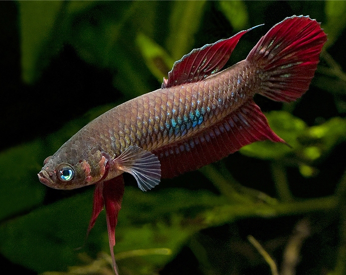 Male of Betta coccina in aggressive/display stance.